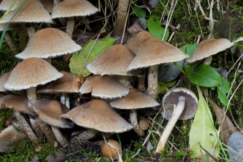 Psathyrella lacrymabunda